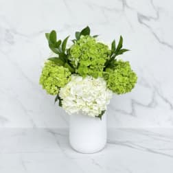 White and green hydrangeas arranged in a white vase