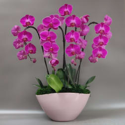 A warm embrace Deluxe - Large orchid arrangement - Free delivery in Miami