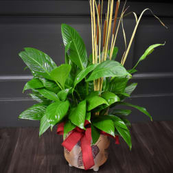 Potted green plant with tall reeds and a red ribbon