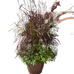Tall ornamental grass arrangement in a brown planter