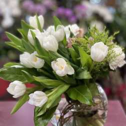 Tulipa Blanca