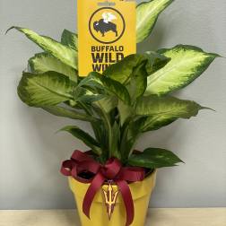 ASU Plant & BWW