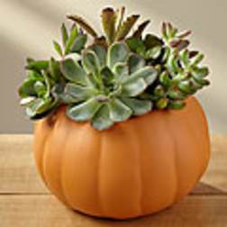 Pumpkin Pickings Succulent Garden