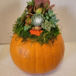 Succulent arrangement in a pumpkin-shaped container with moss and an acorn accent