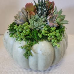 Succulent arrangement in a pale pumpkin-shaped planter