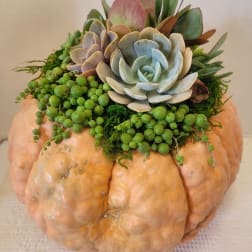 Succulent arrangement on a pumpkin with trailing green beads