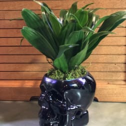 Skull Planter