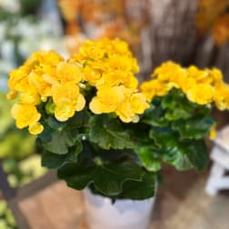 Yellow flowering plant in a white pot with dark green leaves
