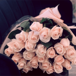 Large bouquet of pale blush roses wrapped in clear cellophane and paper on a dark seat