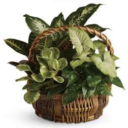 Basket of assorted green houseplants with a woven handle