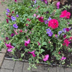 A beautiful assortment of hanging flowers