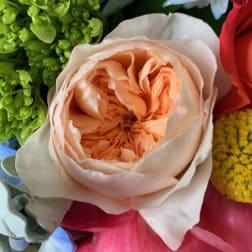 Close-up of a peach garden rose with green buds, yellow pompom flower, and surrounding pink petals.