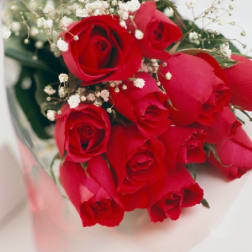 Bouquet of red roses with baby's breath in clear wrap