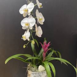 Plants Collaboration