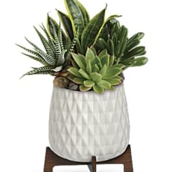 Succulent arrangement in a white textured pot on a wooden stand