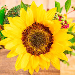 Bright yellow sunflower arrangement with green berries and foliage