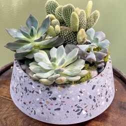 Succulent arrangement in a speckled round planter