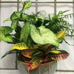 Mixed tropical foliage arrangement in a ceramic pot