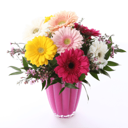 Colorful gerbera daisies arranged in a pink vase