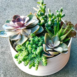 Succulent arrangement in a white ribbed bowl planter