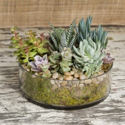 Succulent arrangement in a round glass bowl with pebbles and moss