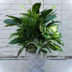 Tall mixed green foliage plant in a gray urn-style planter against a white brick wall.