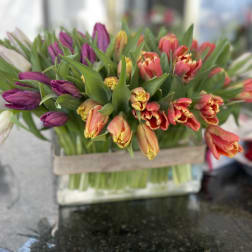 Bouquet of multicolored tulips in a clear glass vase