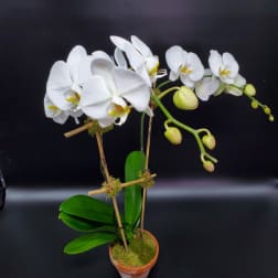 White orchid plant in a small pot with arching blooms