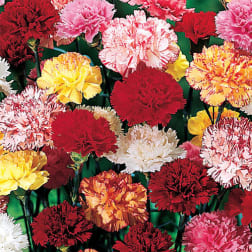 Assorted red, pink, yellow, and white carnations on green stems