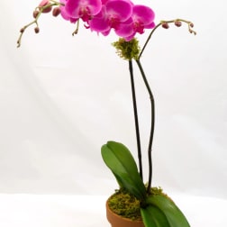 Pink orchid plant in a terracotta pot with moss