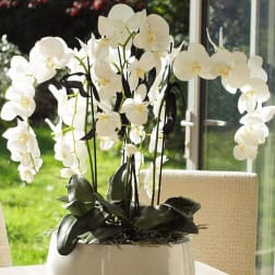 White orchid arrangement in a white ceramic pot