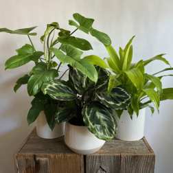 Tropical Plant in Ceramic Pot