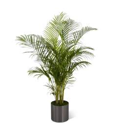 The FTD Palm