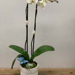 White orchid plant in a textured pot with a small succulent and butterfly decoration