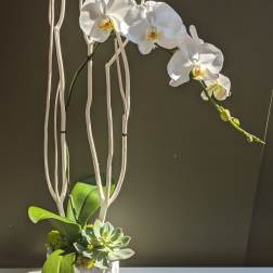 White orchid arrangement in a white textured pot with succulents