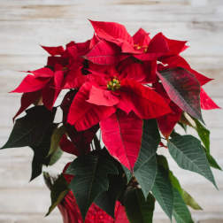 Poinsettia