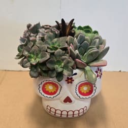 Succulent arrangement in a white skull-shaped planter