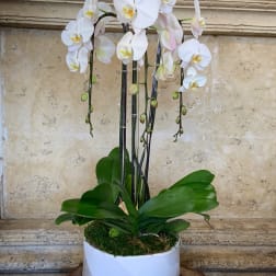 White orchid plant in a white pot with moss