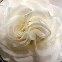 Close-up of a white rose bloom