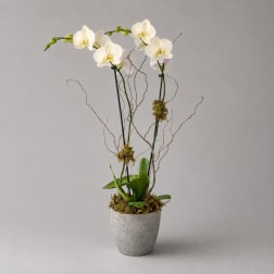 White orchid arrangement in a gray pot with moss and curly branches