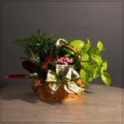 Basket of assorted houseplants with a plaid bow