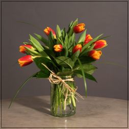Tulipa