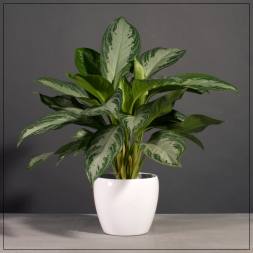 Chinese Evergreen in White Ceramic Pot