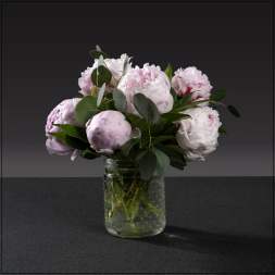 Peony Bliss (Color will vary)