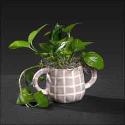 Polly Pothos