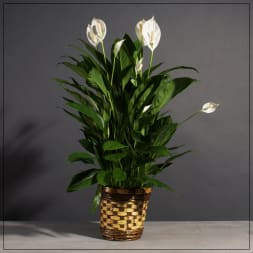 Potted peace lily with white blooms in a woven basket
