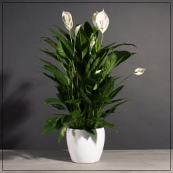 White peace lilies in a white ceramic pot