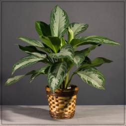 Potted variegated green houseplant in a woven basket
