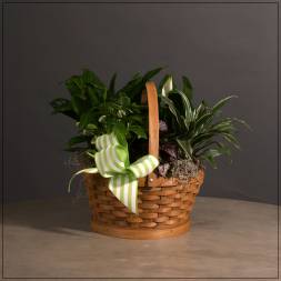 Basket of assorted green houseplants with a striped ribbon