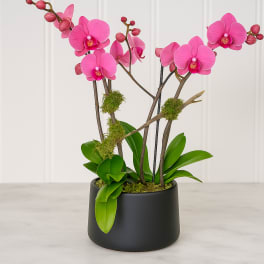Pink orchid stems in a black pot with bright green leaves